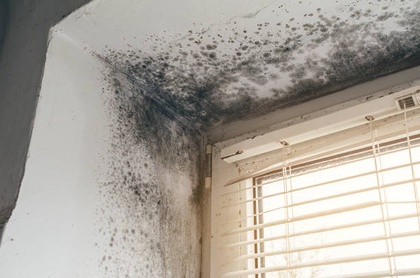 Affordable Mold Remediation solutions in Mount Royal, NJ